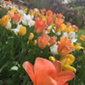 Meet your Posher, Jo